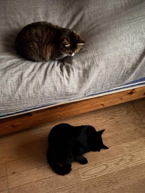 ベッドの上と床にいる猫