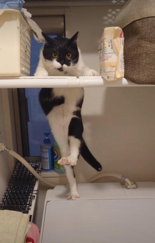 足を上げる猫1