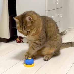 『人間を呼ぶためのベル』を猫に与えた結果→隣の部屋に移動したら…想像以上に『賢い行動』が話題「理解してる」「呼ばれたら行くしかないw」