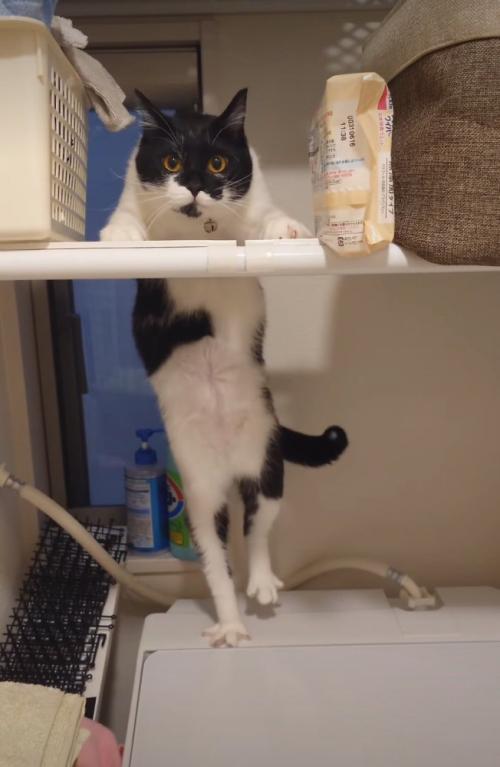 足を下げる猫1