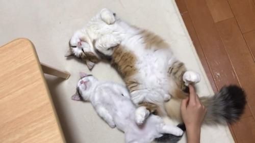 後ろ足にタッチ