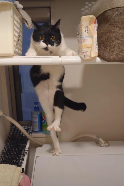 リズムを取る猫