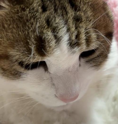 下を向く猫