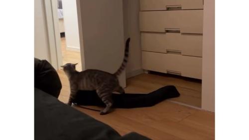 服を運ぶ猫