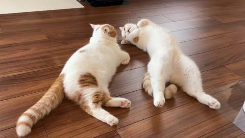 鳴く猫
