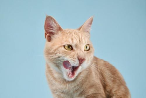 口を舐める猫