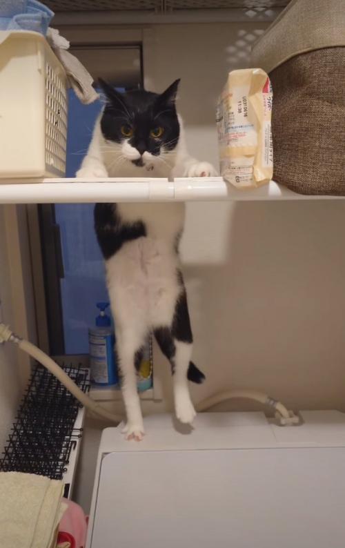 洗濯機の上に乗る猫1