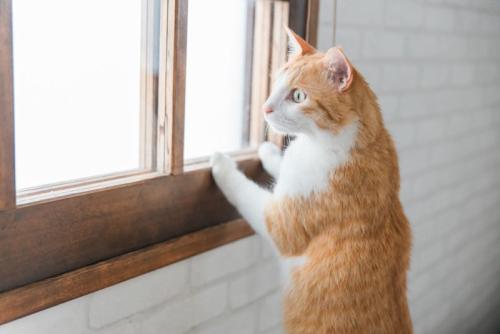窓から外を見る猫