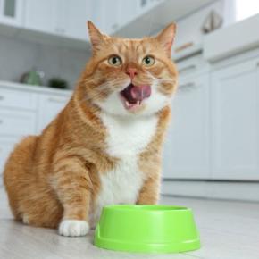 猫の『ごはんを出したまま』にするリスク4つ 置き餌が良くない理由やオススメの与え方も