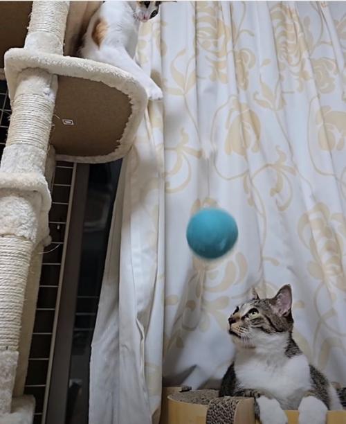 ボールを見つめる猫
