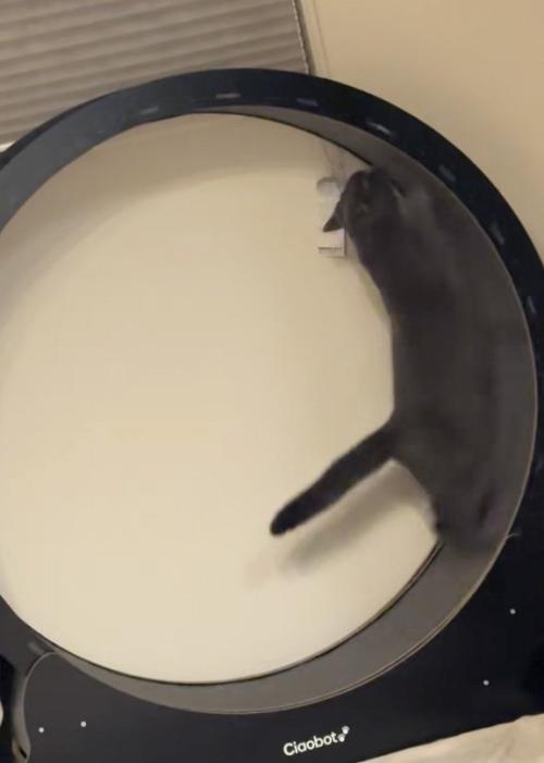 飛び上がる猫