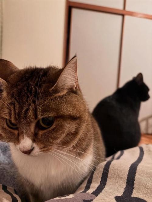 カメラの方を向く猫と反対を向く猫