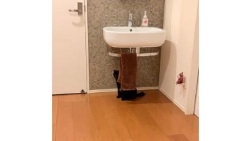 洗面台の猫