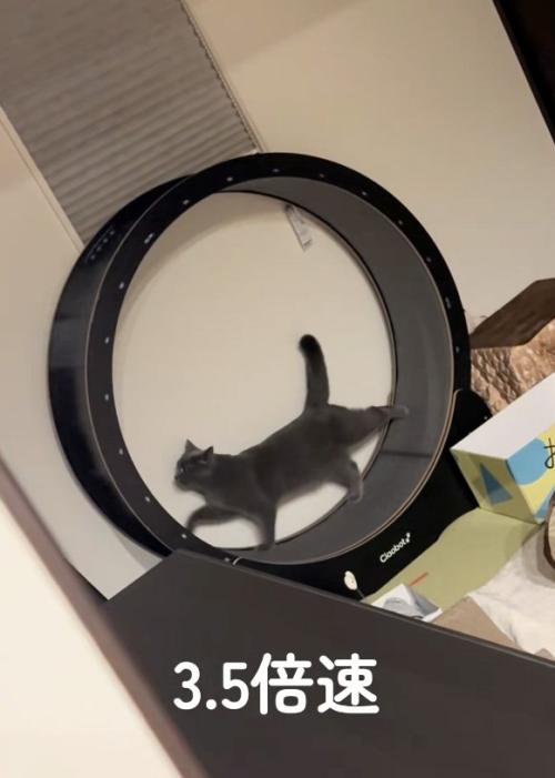 優雅な猫