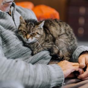愛猫と過ごせる最期の時間『エンジェルタイム』とは？後悔のないお別れをするためにできることも