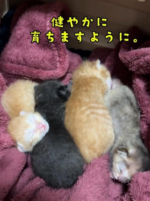小さな子猫たち
