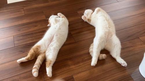 同じポーズの2匹の猫