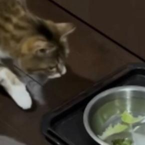 猫は『レタスを浮かべると水を飲んでくれる?』→挑戦してみた結果…想定外のリアクションが109万再生「可愛すぎるw」「癒されたw」と話題