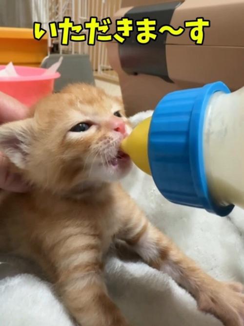 ミルクを飲む子猫
