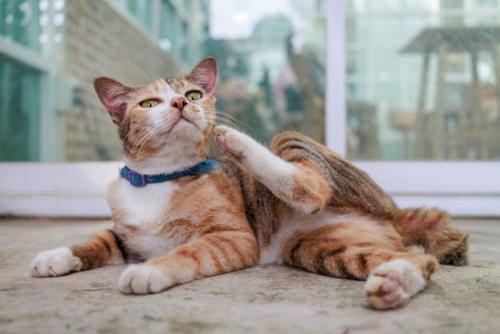 口元を掻く猫