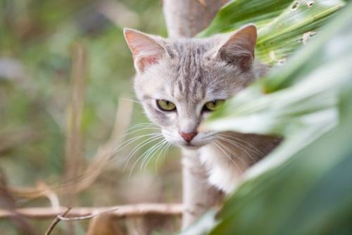狩りをする猫