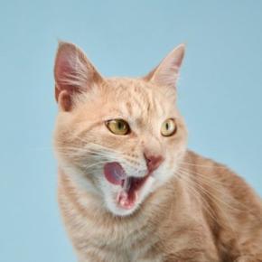 猫が口の周りを『やけに舐めている』ときの理由4つ 病気の可能性から対処法まで解説