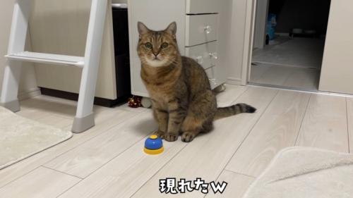 ベルの奥に座っている猫