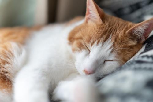 窓辺で眠る可愛い猫 茶トラ白