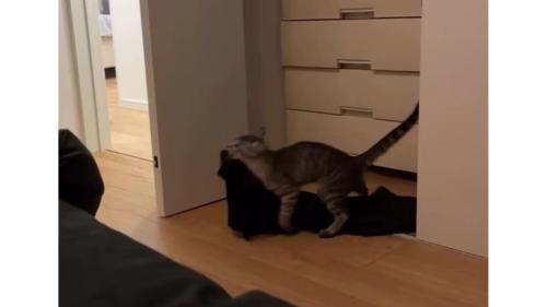 服を運ぶ猫