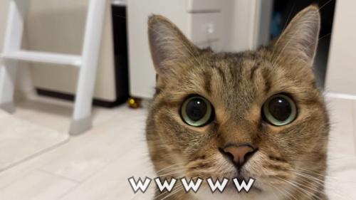 猫の顔のアップ