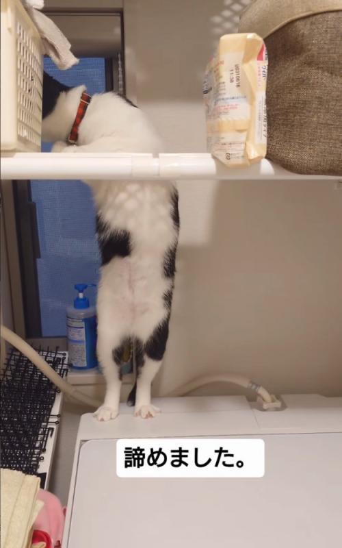 諦める猫