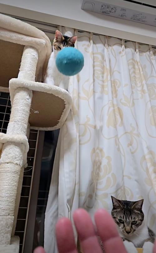 猫にボールを投げる