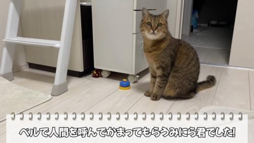 ベルの横で座っている猫