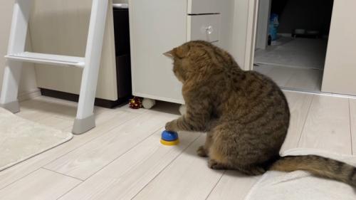 左手をベルに乗せ尾を白い敷物の上に乗せた猫の横姿