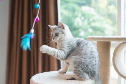 猫じゃらしで遊ぶ