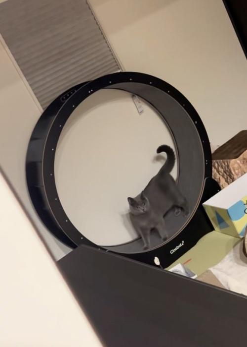 見回す猫