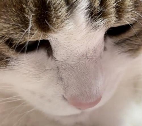落ち込む猫