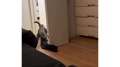服を運ぶ猫