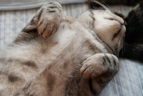 お腹を見せて寝ている猫