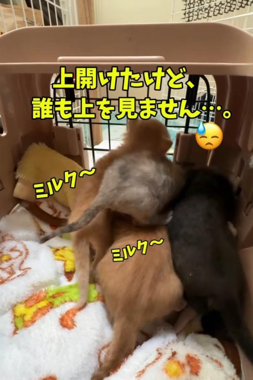 子猫たちの後ろ姿