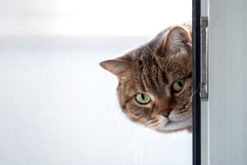 ちらっとのぞく猫