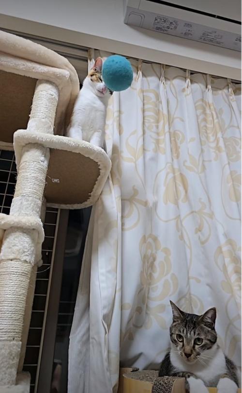 頭に向かっていくボール