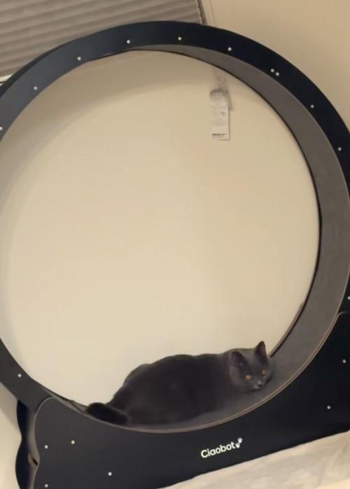 寝る猫