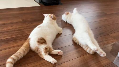 寝転がる2匹の猫
