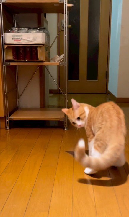 しっぽを見る猫