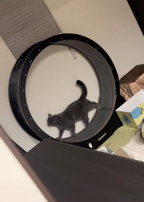 歩く猫