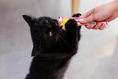 オヤツをもらう猫