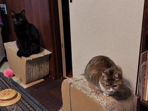 爪とぎの上に乗る2匹の猫