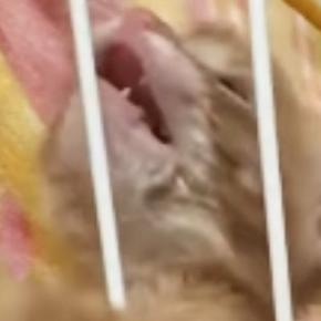『あけてー』と訴えるように『全力でアピールする子猫』→すぐ横を見ると…まさかの光景に「吹いたw」「一生懸命すぎてww」と爆笑の声続出