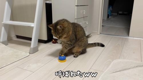 左手をベルに乗せている猫の正面姿